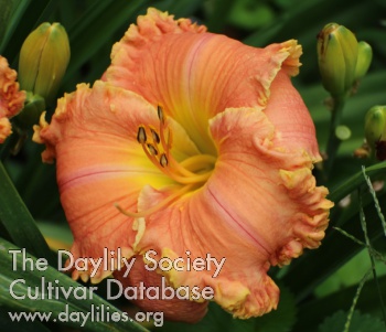 Daylily Refined Elegance